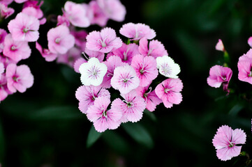 Sweet William Flower or Dianthus flower.