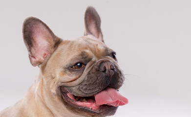 Portrait of adorable, happy dog of the French Bulldog breed. Cute smiling dog licking lips and asks for food. Free space for text. Gray background.