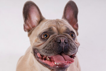 Portrait of adorable, happy dog of the French Bulldog breed. Cute smiling dog licking lips and asks for food. Free space for text. Gray background.