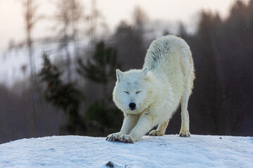 male Arctic wolf (Canis lupus arctos) he just got up and stretched