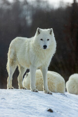 Obraz premium male Arctic wolf (Canis lupus arctos) posing in a winter landscape with snow
