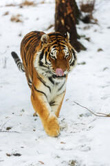 male Siberian tiger (Panthera tigris tigris) walking through the snow and licking his snout