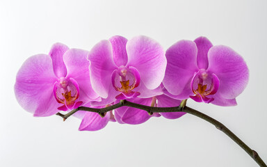 Naklejka na ściany i meble Orchid, light purple flower buds