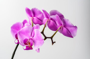 Fototapeta na wymiar Orchid, light purple flower buds