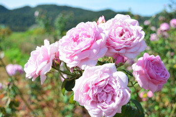 pink roses in the garden that beside the mountain view