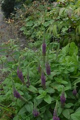 Blooming purple germanders, scientific name Teucrium hircanicum