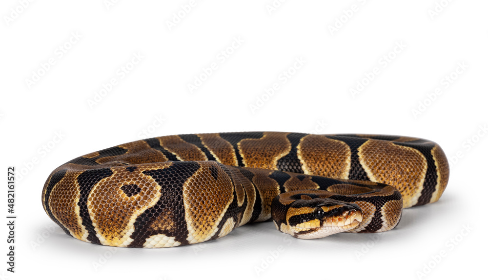 Fototapete Baby Ballpython or Python Regius snake, isolated on a white background. Amazing almost golden colors and beautifull pattern.