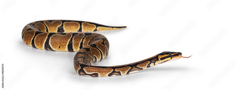 Fototapete baby ballpython or python regius snake, isolated on a white background. amazing almost golden colors