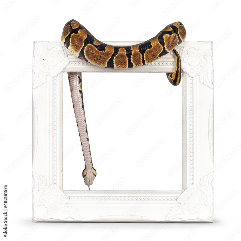 Fototapete baby ballpython or python regius snake, isolated on a white background. amazing almost golden colors