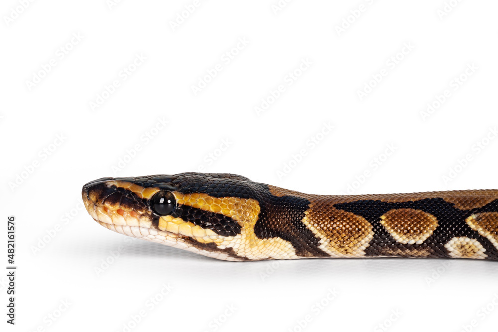 Leinwandbilder Head shot of baby Ballpython or Python Regius snake, isolated on a white background. Amazing almost golden colors and beautifull pattern.