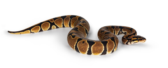 Baby Ballpython or Python Regius snake, isolated on a white background. Amazing almost golden colors and beautifull pattern.