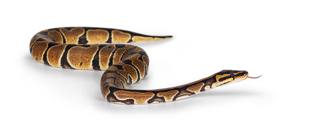 Baby Ballpython or Python Regius snake, isolated on a white background. Amazing almost golden colors and beautifull pattern. Tongue out. - obrazy, fototapety, plakaty