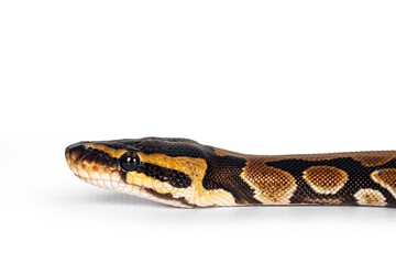 Head shot of baby Ballpython or Python Regius snake, isolated on a white background. Amazing almost golden colors and beautifull pattern.