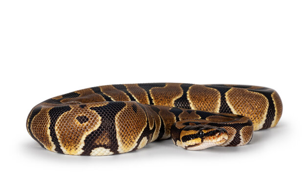Baby Ballpython or Python Regius snake, isolated on a white background. Amazing almost golden colors and beautifull pattern.