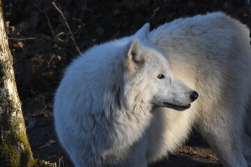 Obraz premium Loup Arctique