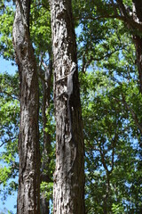 lace monitor lizard on tree trunk