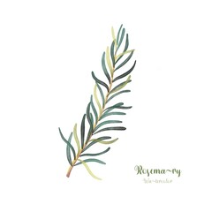 Fototapeta na wymiar leaves isolated on white,Watercolor rosemary for decorative, painting illustration , ingredient for cooking 