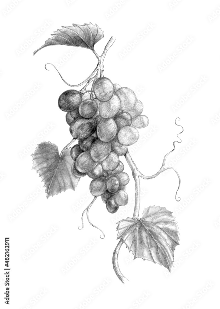 Wall mural Grapevine branch with grapes and leaves