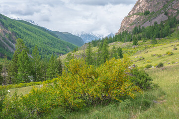 Colorful green landscape with lush bush of caragana on sunlit hill with view to high snow mountains ​in low clouds. Beautiful scenery with forest mountain valley in sunlight under gray cloudy sky.