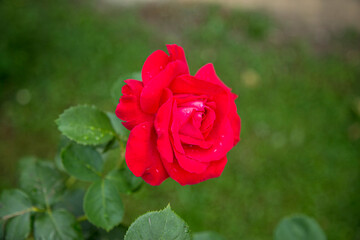 Vivid red rose flower close-up on natural green background in Bulgaria.