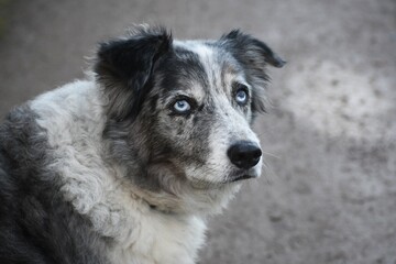 Blue Merle Border Collie