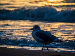 Möwe in der Abendsonne