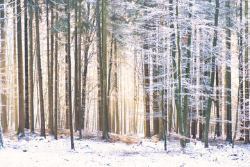 sunny winter forest