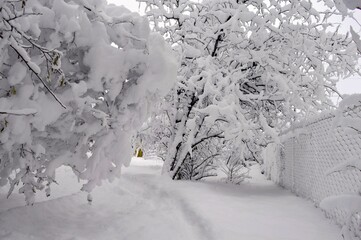 The trees bent under the snow to the ground on a snowy winter day.