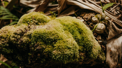 Wild Moss on Tree Stump,