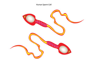 human sperm cell anatomy