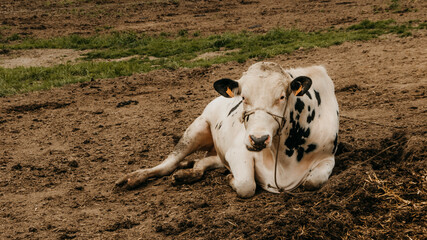 Cow Industry in Azores Islands, Portugal