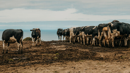 Cow Industry in Azores Islands, Portugal