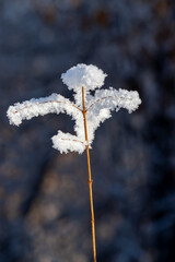 T-shaped blade of grass covered with snow crystals on a clear winter day