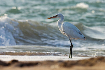 Egret on the beach. White bird. Egret at sea.