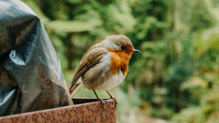 Colourful Bird (European Robin (Erithacus rubecula)) in Azores, Portugal 