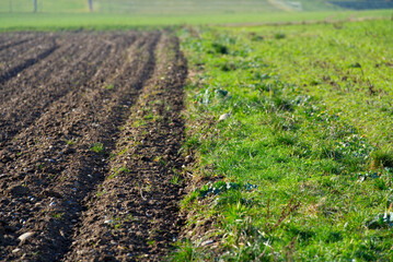 Close-up of agricultural field on a sunny winter day. Photo taken January 13th, 2022, Zurich, Switzerland.