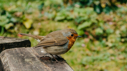 Colourful Bird (European Robin (Erithacus rubecula)) in Azores, Portugal 