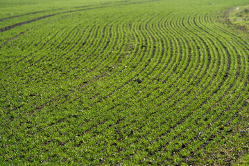 Close-up of freshly planted agricultural field on a sunny winter day. Photo taken January 13th, 2022, Zurich, Switzerland.