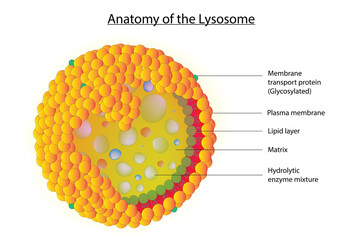 Anatomy of lysosome (Lysosome structure)