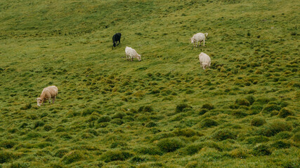 Cows in Green Field, Azores, Portugal
