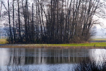 Pond with reed and trees in backlight at nature reserve at Zürich Airport on a sunny winter day. Photo taken January 13th, 2022, Zurich, Switzerland.