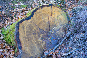 Close-up of cut tree trunk with moss on tree bark in the forest on a sunny winter day. Photo taken January 13th, 2022, Zurich, Switzerland.