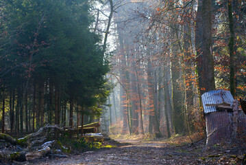 Mystic wood in backlight with gravel road on a sunny winter day with focus on foreground. Photo...