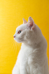 黄色い背景のかわいい白猫