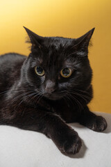 黄色い背景のかわいい黒猫
