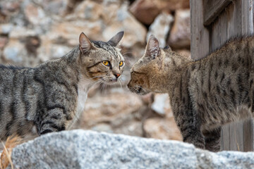 Two adult young tabby cats are looking each other outside