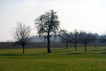 Rural landscape with trees, meadow and forest in the background on a sunny winter day. Photo taken January 13th, 2022, Zurich, Switzerland.