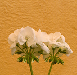 Geranio blanco de jardín