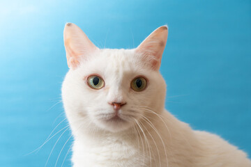 Fototapeta premium 青い背景のかわいい白猫