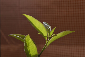 Hojas de plantas de jardín